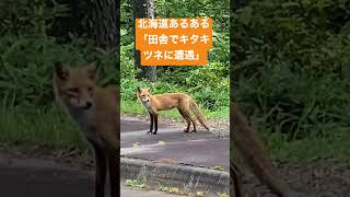 北海道あるある「田舎でキタキツネに遭遇」🦊