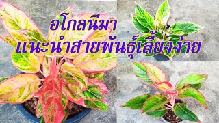 แนะนำอโกลนีมา 3สายพันธุ์ เลี้ยงง่ายให้หน่อไว แสงเงินแสงทอง เพชรชมพู มณีล้อมเพชร