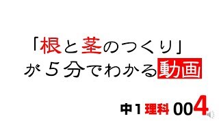 中1理科　根と茎のつくり