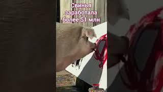 Пигкассо: рисующая свинья 🐷