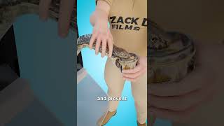 How Cobra Venom Is Collected