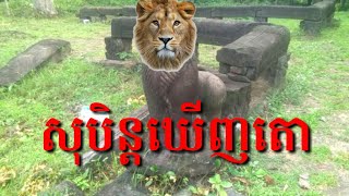 សុបិន្ដឃើញតោ-Dreaming of Lion