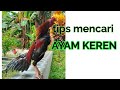 tips mencari ayam keren