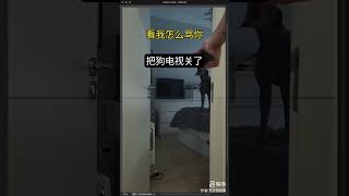 会看电视的狗狗#中国 #funny #shorts