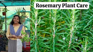 ரோஸ்மேரி மூலிகை செடி வளர்ப்பது எப்படி?? Rosemary Plant Care in Tamil - Fragnance Filled Herbal Plant