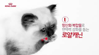 로얄캐닌 건강한시작 2차 광고 15초 – 키튼 (lmmunity)