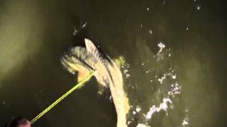 Bowfishing 2013 Little Rock, Minnesota