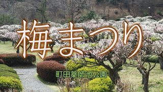 薬師池公園　「梅まつり」