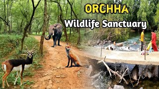 ओरछा के जंगल | Wildlife Sanctuary Orchha | Pachmadhiya Shikar Gah Orchha | Orchha Wildlife Sanctuary