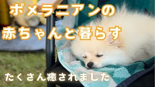 ポメラニアンの赤ちゃん成長記録　フードも頑張って食べてます