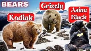 Exploring the Diversity of Brown Bears: Kodiak and Grizzly. And all about the Asian Black Bear (3/4)