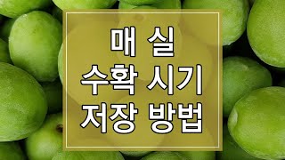 2023년 매실 수확시기 및 저장방법 알아보기