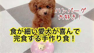 【犬用ハンバーグレシピ】お祝い事にもオススメ！喜んで食べてくれること間違いなし♪「トイプードルのコロン」