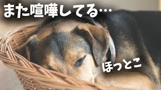 『夫婦喧嘩は犬も食わぬ』←これの意味