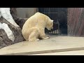 お部屋に帰りたいイコロくん【‎2024年‎8月24日】【上野動物園】ホッキョクグマ