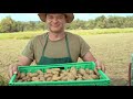 de bonnes bactéries prévenir la gale communne de la pomme de terre avec claudia goyer ph.d.