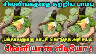 சிவலிங்கத்தை சுற்றிய பாம்பு  ! பக்தர்களுக்கு காட்சி கொடுத்த அதிசயம் !  வெளியான வீடியோ !