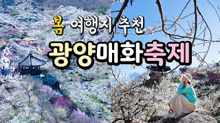 3월에 놓치면 후회하는 봄 꽃 여행🌸광양 매화축제2024🎉 광양매화마을-포토스팟📸/국내 여행지 추천