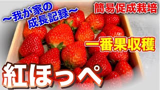 イチゴ紅ほっぺ大量収穫！！我が家の簡易促成栽培成長記録動画シリーズ〜