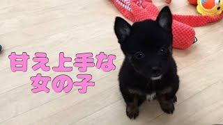 【豆柴】子犬　8/26　女の子♀　摂州宝山荘　mameshiba dog Puppy （mame shiba inu)