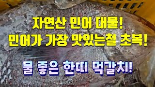 목포 신안 자연산 민어 대물! 민어가 가장 맛있는철 초복! 정말 이때만 기다렸습니다. #민어