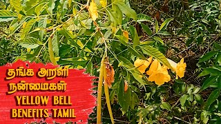 Yellow Bell Benefits Tamil  | தங்க அரளி நன்மை | Thanga Arali Poo Nanmaigal | Thanga Arali Nanmaigal