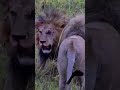 The brutal death of Great Serengeti King Bob Junior. The Kufa na Kupona battle in Serengeti.