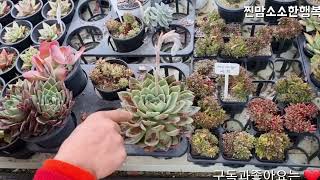 #다육이 꽃대 꼭 잘라야만 하는가? 김제다육도매센타 사장님 관리법#succulent #多肉植物