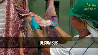 Como y Cuando se Deben Hacer Decomisos para Carne - TvAgro por Juan Gonzalo Angel Restrepo