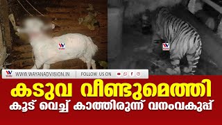 കല്ലിടാം കുന്നിൽ ഇറങ്ങിയത് സിസിയിൽ ഇറങ്ങിയ അതേ കടുവ.