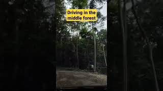 Driving in the middle forest #shorts #dashcam #JakartaBanget