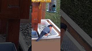 Gimpelmännchen an Futterstation- European bullfinch male at feeding station (11.03.2024) - #gimpel