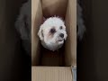 what's in the box?  #puppy #4kviral #shorts #viral