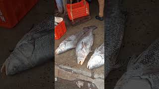 10 kg size Bhola Fish at Digha Fish market