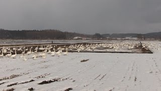 上関田んぼに白鳥がやってきた