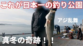 【奇跡の釣果】真冬の大阪湾で生涯忘れられない大物と遭遇！【とっとパーク小島】