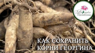 КАК Я ХРАНЮ ГЕОРГИНЫ