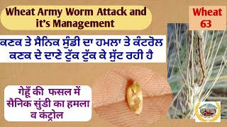 Wheat Army Worm!  ਕਣਕ ਵਿਚ ਸੈਨਿਕ ਸੁੰਡੀ ਦਾ ਕੰਟਰੋਲ !