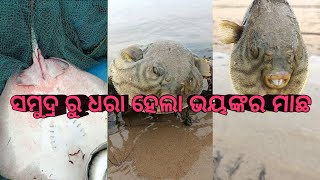 ସମୁଦ୍ର ରୁ ଧରା ହେଲା ଭୟଙ୍କର ମାଛ ଦେଖିଲେ ଭୟ ଲାଗିବ