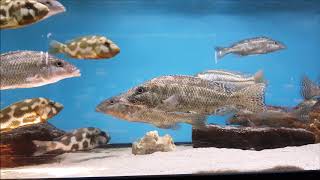 Nimbochromis linni, Cheilochromis euchilus, Nimbochromis livingstonii @Aqua-Treff Cichlidenfest 2018