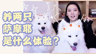 养两只萨摩耶是什么体验？| 每天都是“下雪天”但是我太快乐！| 萨摩耶日常 | samoyed