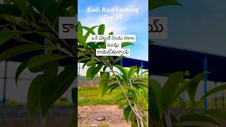 Kodi Raja Farming Day 69 #krf #kodirajafarming #kodiraja ఒకే చెట్టుకి రెండు రకాల పండ్లు కాస్తున్నాయి