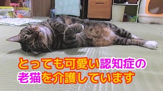 ♯159【猫のほのぼのする話】とっても可愛い認知症の老猫を介護しています。