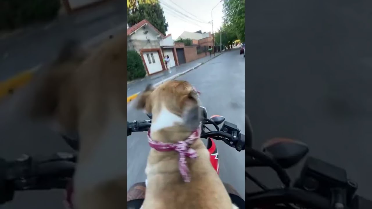 Dog Jumps off Motorbike and Sprints Ahead || ViralHog