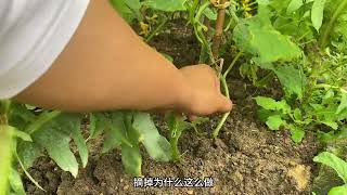 黄瓜想要产量高，只要掌握这4个种植技巧，后期瓜挂满枝条