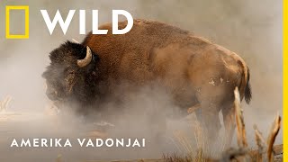 Amerika vadonjai szeptember 11-től vasárnaponként 18:00-tól I National Geographic WILD