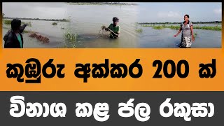 කුඹුරු අක්කර 200 ක් විනාශ කළ ජල රකුසා | Voice First News Network