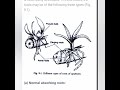 EPIPHYTES// ECOLOGICAL ADAPTATIONS//B.Sc. Botany Lectures