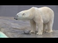 ボウルだって取りに行くデナリ~polar bear