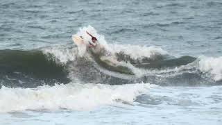 Surfing Japan's Crystal Clear Waters: Discover the Beauty of the Japanese Coastline 🌊🏄‍♂️\